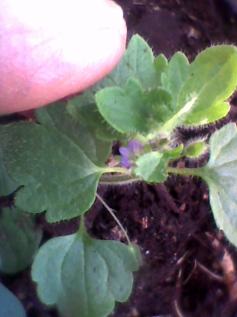 Veronica hederifolia